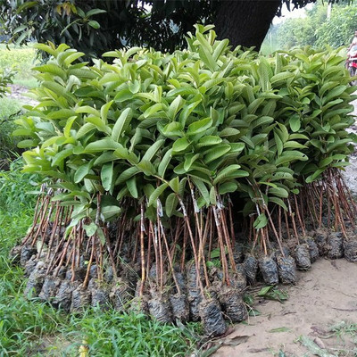 Gardeners Choice Wax Apple Plant(Hybrid, Pack of 1)