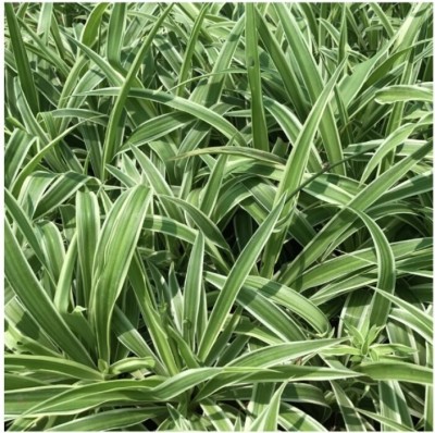 Cloud Farm Spider Plant(Hybrid, Pack of 1)