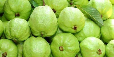KrishnaNursery Guava Plant(Hybrid, Pack of 1)