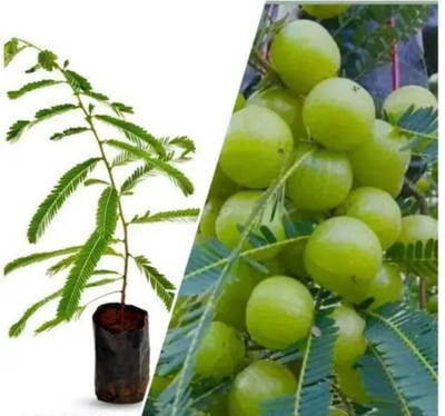 amloki Amla Plant(Hybrid, Pack of 1)