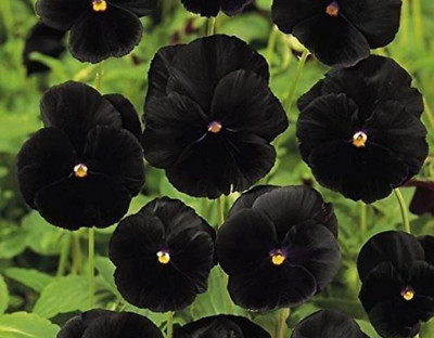 SHREYAGREEN Hibiscus Plant(Hybrid, Pack of 1)