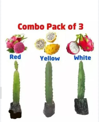 IzazNursery Dragon Tree(Hybrid, Pack of 3)