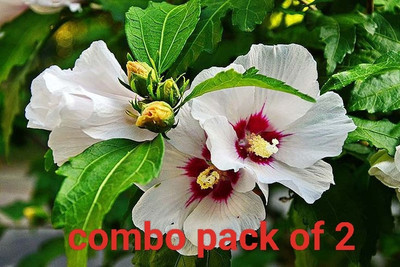 S SIKDER STORE Hibiscus Plant(Hybrid, Pack of 2)