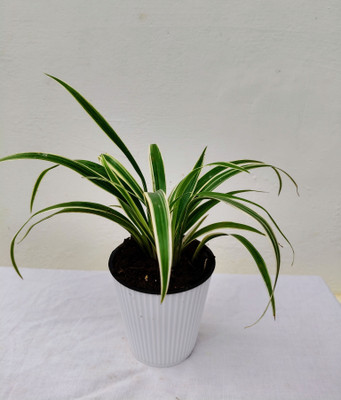 Hithaishi Spider Plant(Hybrid, Pack of 1)