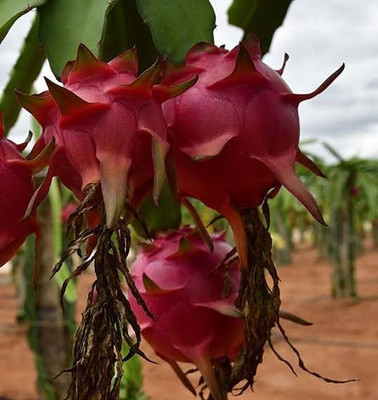 GreenVolcano Dragon Tree(Hybrid, Pack of 1)