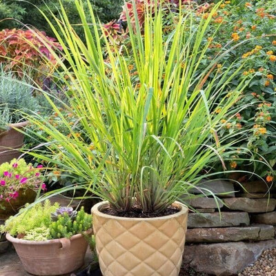 APOSOLUARD Lemon Grass Plant(Hybrid, Pack of 1)