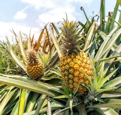 HERBALISM Pine Apple Plant(Pack of 1)
