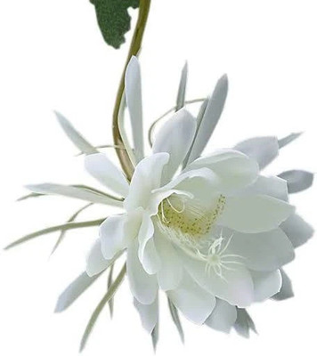 rimi Brahma Kamal Plant(Hybrid, Pack of 1)