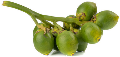 GLOBQRO Betel Nut/Supari Plant(Hybrid, Pack of 1)
