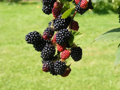RudraECOM Shahtoot/Mulberry Plant(Hybrid, Pack of 1)