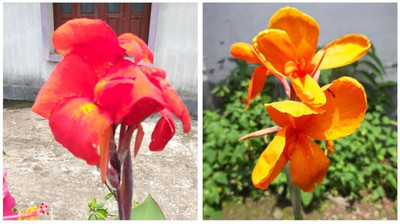 Bakuchi Canna Lily Plant(Hybrid, Pack of 1)