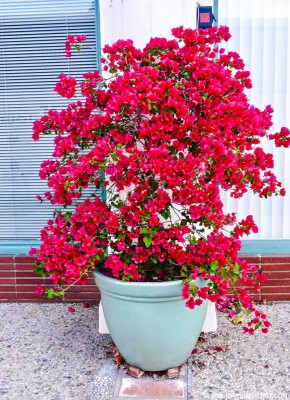 Oxygreenplant Bougainvillea Plant(Hybrid, Pack of 1)