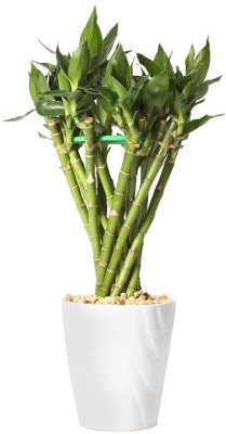 ARYAN EVERGREEN Two Layer Bamboo Plant(Hybrid, Pack of 1)