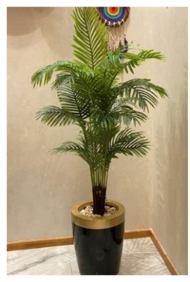 Treeicks Areca Plam(Hybrid, Pack of 1)