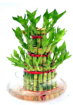 KPL BAMBOO Lucky Bamboo Straight Stick(Hybrid, Pack of 1)