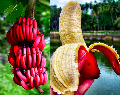 Cloud Farm Banana Plant(Hybrid, Pack of 1)