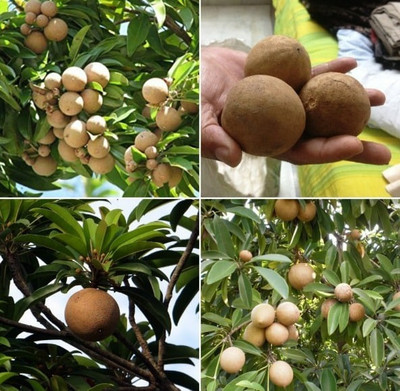 Cloud Forest Indian Sarsaparilla Plant(Hybrid, Pack of 1)