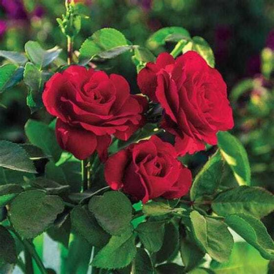 EDEN OF EARTH Rose Plant(Hybrid, Pack of 1)