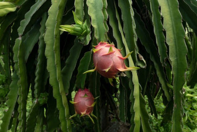 BEWPOLENA Dragon Tree(Hybrid, Pack of 1)