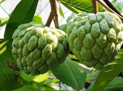 AFARTIOBINA Custard Apple Plant(Hybrid, Pack of 1)