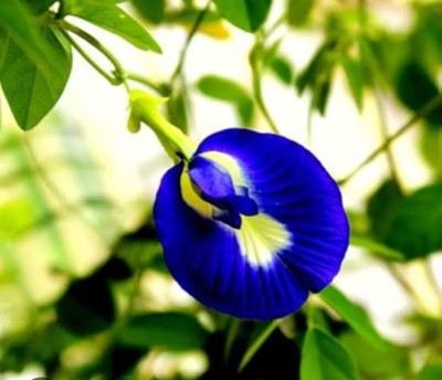 Cloud Farm Aparajita/ Butterfly Pea Plant(Hybrid, Pack of 1)