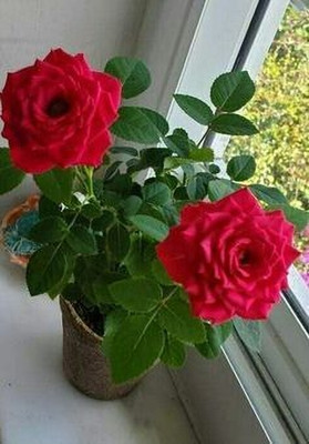 MAITRA AND SONS Rose Plant(Hybrid, Pack of 1)