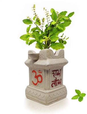 Greenery Nursery Tulsi Plant(Hybrid, Pack of 1)