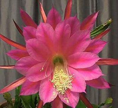 Aquinnah Graden Brahma Kamal Plant(Hybrid, Pack of 1)