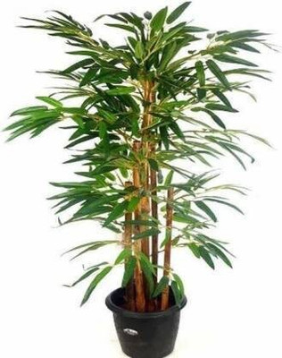 Cloud Farm Two Layer Bamboo Plant(Hybrid, Pack of 1)