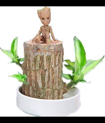 ibains Mini Brazalian wood(Hybrid, Pack of 1)