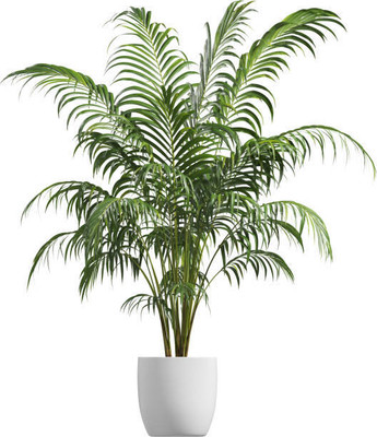 MAMONI TRADERS Areca Palm(Hybrid, Pack of 1)