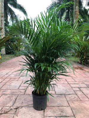Bakuchi Areca Palm(Hybrid, Pack of 1)