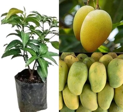 Cloud Farm Mango Plant(Hybrid, Pack of 1)