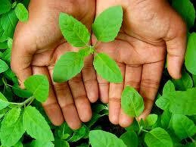 Tulshi Tulsi Plant(Hybrid, Pack of 1)