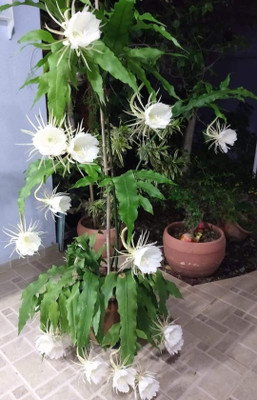 hybrid nightqueen Night Bloom Jasmine Plant(Hybrid, Pack of 1)