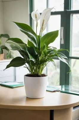 MAITRA AND SONS Peace Lily Plant(Hybrid, Pack of 1)