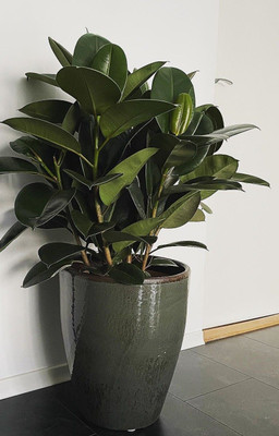 Aquinnah Rubber Tree(Hybrid, Pack of 1)