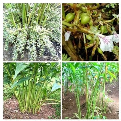 Treeicks Elaichi/Cardamom Plant(Hybrid, Pack of 1)