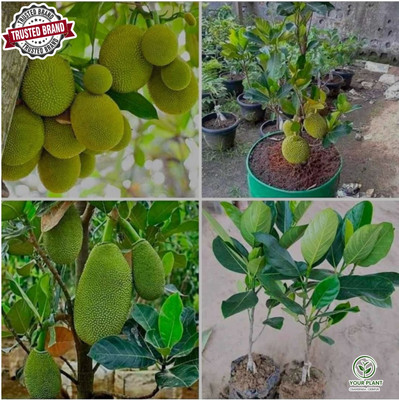 YourPlant Jackfruit Plant(Hybrid, Pack of 1)