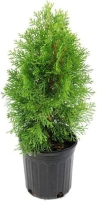 Cloud Farm Platycladus/Morpankhi Plant(Hybrid, Pack of 1)