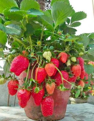 GreenyOn Strawberry Plant(Hybrid, Pack of 1)