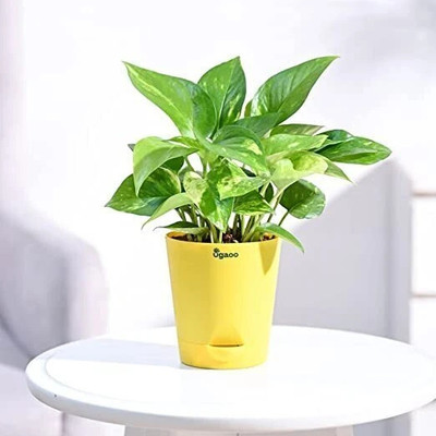 UGAOO Variegated Money Plant(Pack of 1)