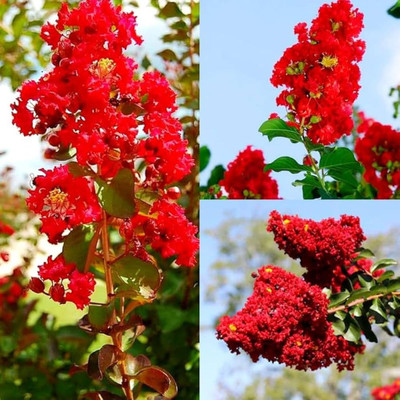 GLOBQRO Jasmine Plant(Hybrid, Pack of 1)