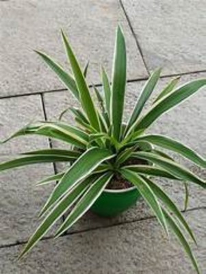 Oxygreenplant Spider Plant(Hybrid, Pack of 1)