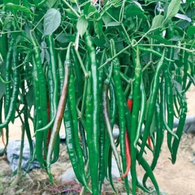 the green dotcom Mirch/Chilli Plant(Hybrid, Pack of 1)