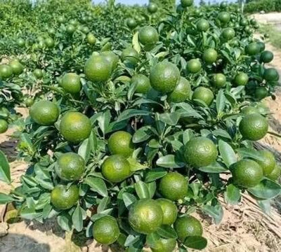 Aywal Mausambi Sweet Lemon Fruit - Citrus Limetta Seed(7 per packet)