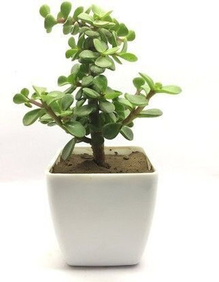 MiracleGarden Jade Plant(Hybrid, Pack of 1)