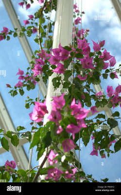 FloraFusion Bougainvillea Plant(Hybrid, Pack of 1)