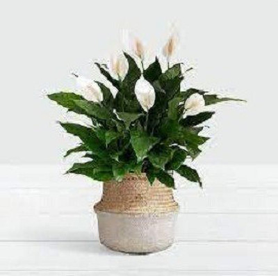 AFARTIOBINA Peace Lily Plant(Hybrid, Pack of 1)