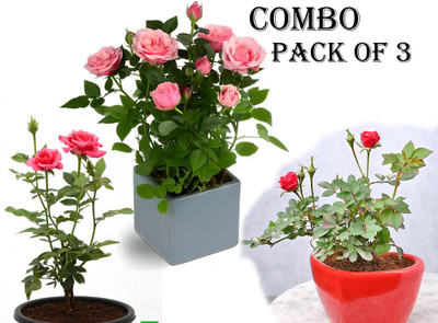 Cloud Farm Rose Plant(Hybrid, Pack of 3)